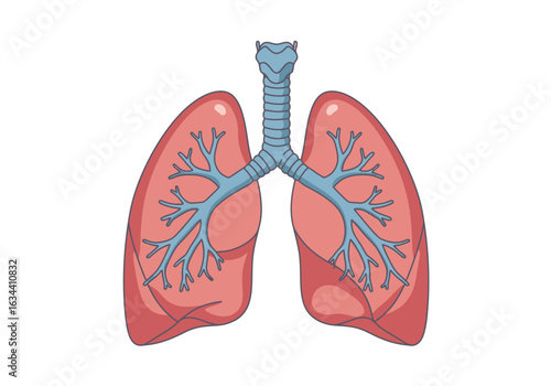 Human Lungs Anatomy Illustration with Trachea and Bronchi.