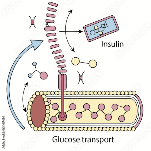 Glucose Transport Cellular Process Diagram