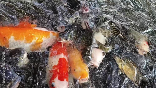 A group of colorful koi fish and other fish are swimming and feeding in a pond