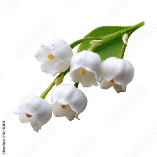 A delicate cluster of white lily of the valley flowers on a green stem, isolated on a white background, symbolizing purity and the arrival of spring.