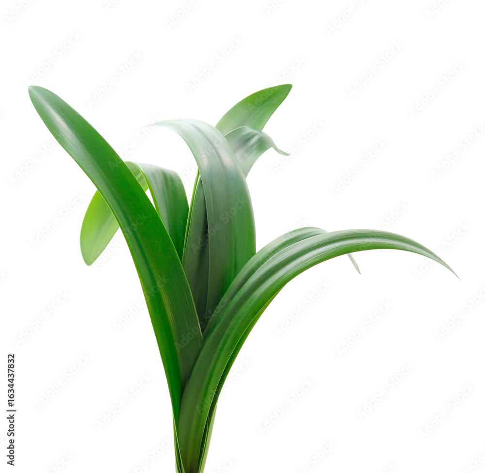 Obraz premium Long blades of green grass against.