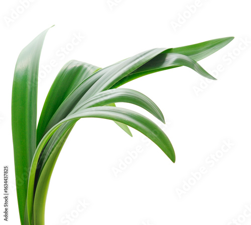 Long blades of green grass against.