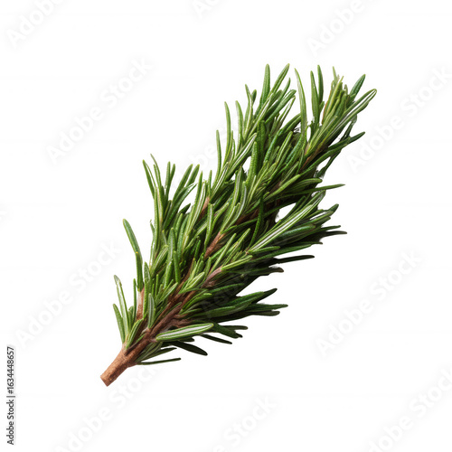 Fresh rosemary sprig on a white isolated background, showcasing its vibrant green leaves and aromatic qualities, perfect for culinary and herbal uses.