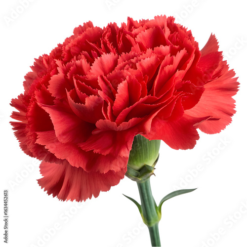 Red carnation flower isolated on transparent background