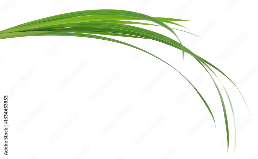 Fototapeta premium Curved Green Plant Leaves on White Background