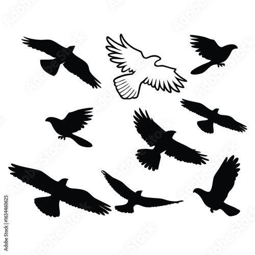A set of black vector silhouettes of various flying birds like eagles