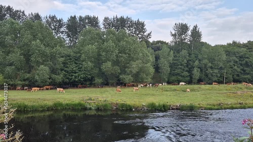 Video of countryside scene featuring a herd of cows