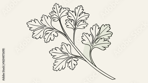 Minimal botanical line drawing of cilantro herb leaf