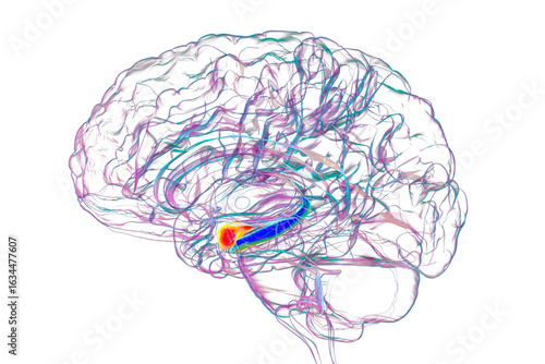 Konstfotografi Human brain with highlighted amygdala and hippocampus, 3D illustration