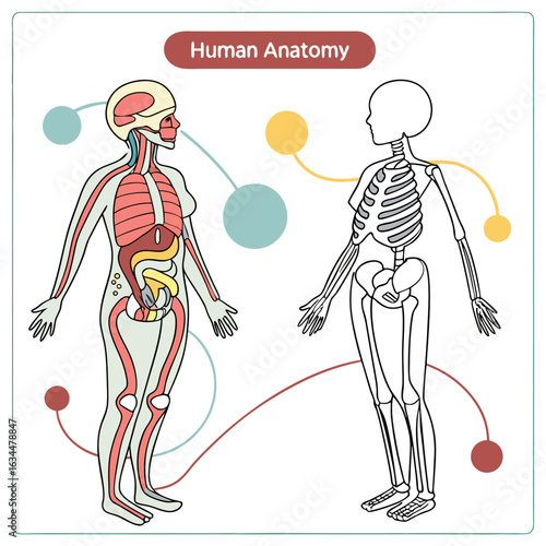Detailed Human Anatomy Illustration: Female Body Systems and Skeleton