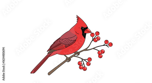 A vibrant red cardinal perches gracefully on a branch adorned with small red berries creating a beautiful natural scene