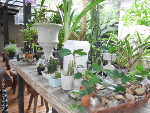 Photography Elegant Display of Indoor Plants and Decorative Planters on Table