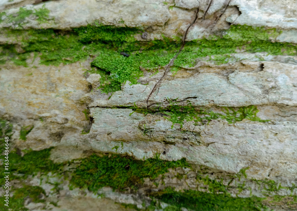 Fototapeta premium Mossy tree bark texture background