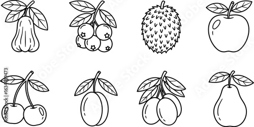 Fruits outline drawing vector illustration coloring page