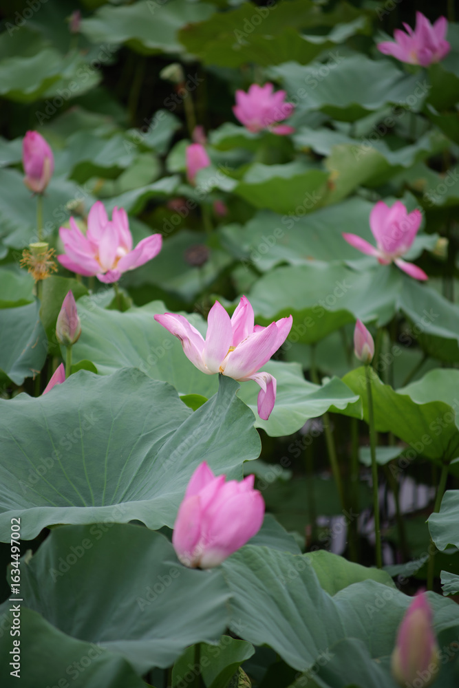 Fototapeta premium Wilted Pink Lotus Flowers Among Green Pads in a Hot Day