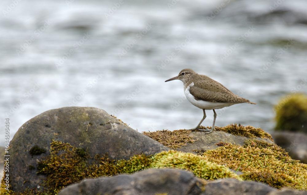 Fototapeta premium Chevalier guignette, Actitis hypoleucos, Common Sandpiper