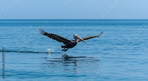 Brown pelican landing on tranquil water.