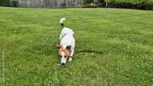Video of small Jack Russell Terrier plays with a stick 