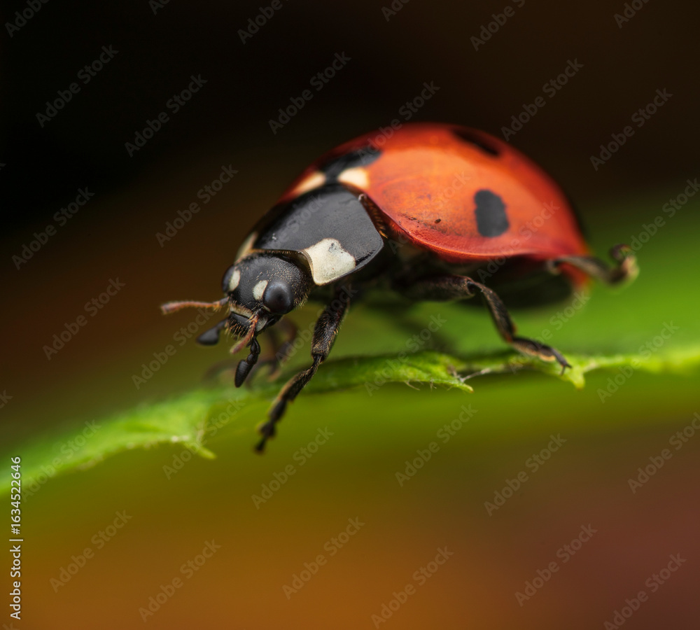 Fototapeta premium Ladybug with black spots perched on a green leaf against a softly blurred background 