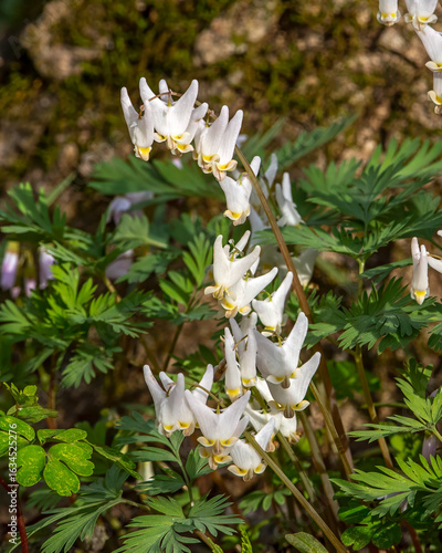 Dutchman's Breeches