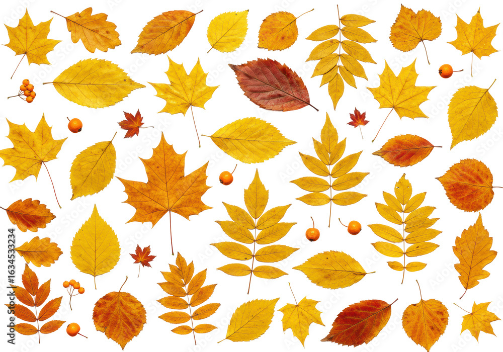 Obraz premium Assorted autumn leaves. Cut out PNG