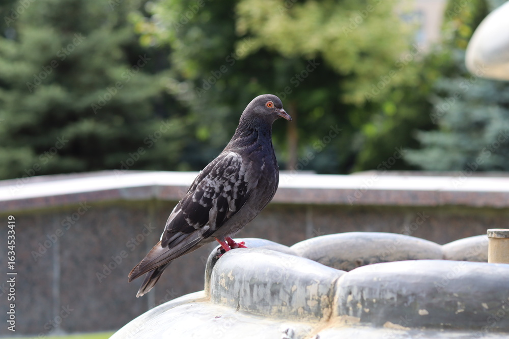 Obraz premium pigeon on the stone