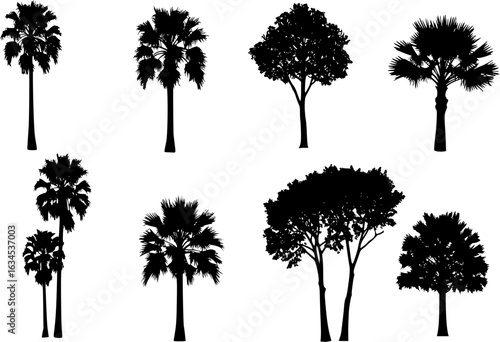 Tropical trees for design about nature. Set of palm trees silhouettes. Vector illustrations isolated on white background.
