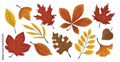 Hand-drawn fall leaves with texture. Autumn decoration concept. Horse chestnut, white oak, ginko, red maple, sycamore, birch, sweet gum tree, beech leaf.