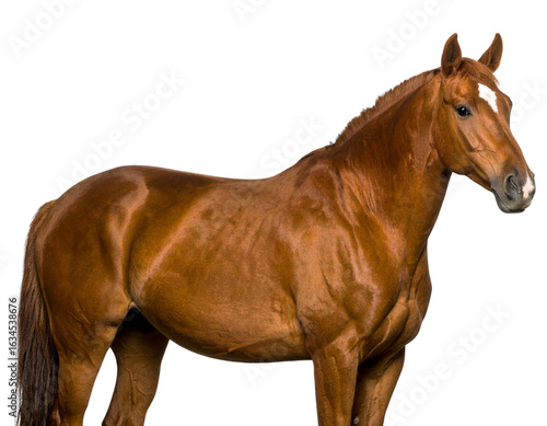 Majestic Brown Horse with White Forehead Marking, Side View PNG