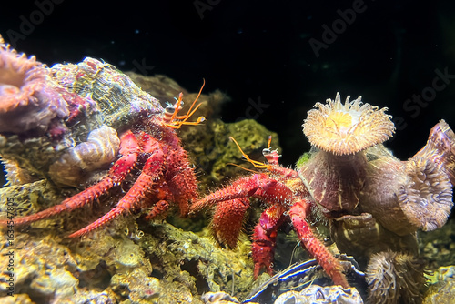 Obraz na plátně Red Hermit crab (Dardanus calidus) with parasitic anemones (Calliactis parasitica) on its shell