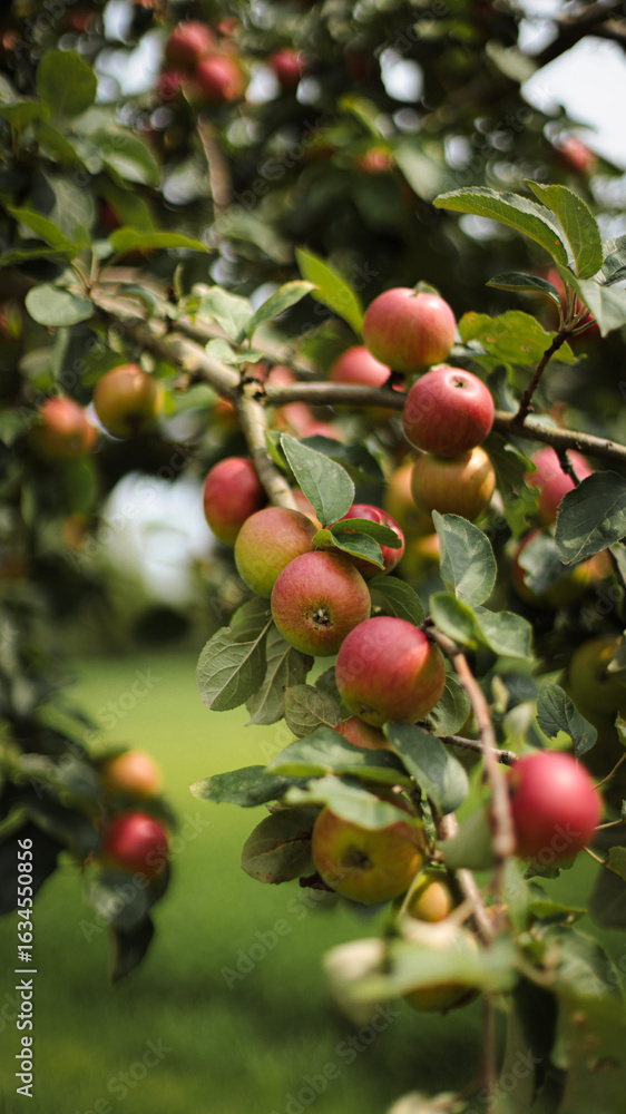 nature photography, garden, apples, grapes, field nature photography, garden, apples, grapes, field