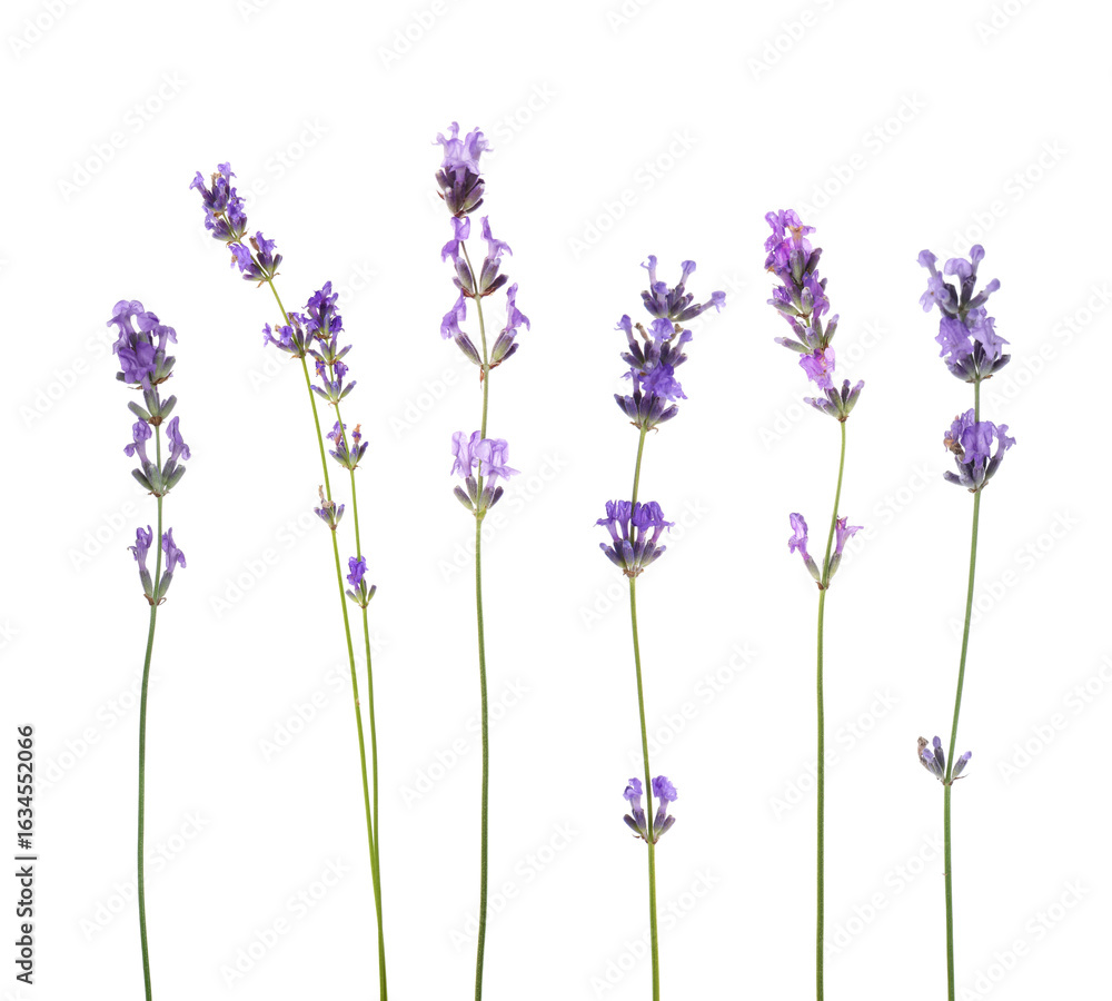 Obraz premium Lavender isolated on white, set. Fragrant flowers