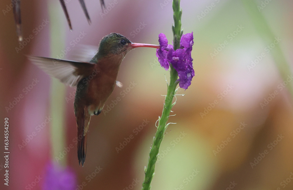 Fototapeta premium hummingbird in flight