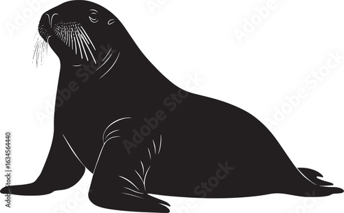A silhouette of a walrus with its body low, flippers moving deliberately as it navigates its environment. Full-length silhouette black vector illustration.