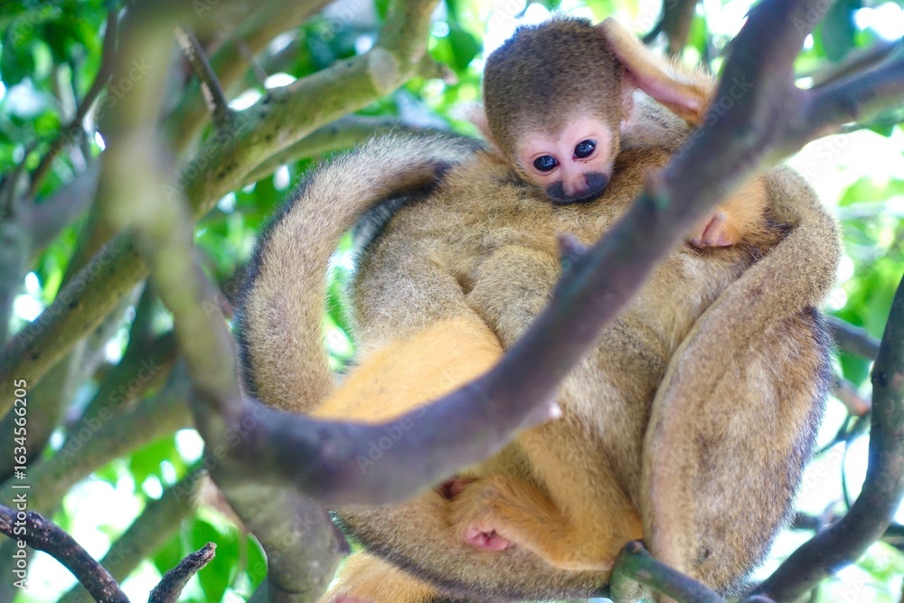 Naklejka premium 木の上で戯れるリスザルの子ども