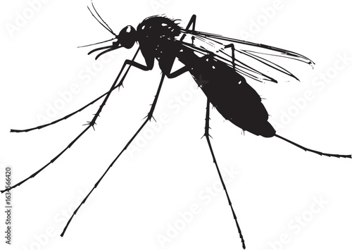 Mosquito Resting Body still on a surface with legs extended and wings folded tightly against the body. full length silhouette black vector illustration