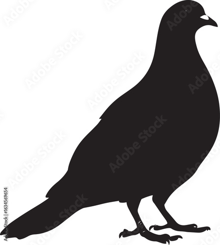 Pigeon grooming beak extending back to clean feathers, body slightly turned in a full-length silhouette.