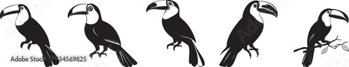 Toucan Stretching Wings extended tail fanned beak pointing forward. full length silhouette black vector illustration