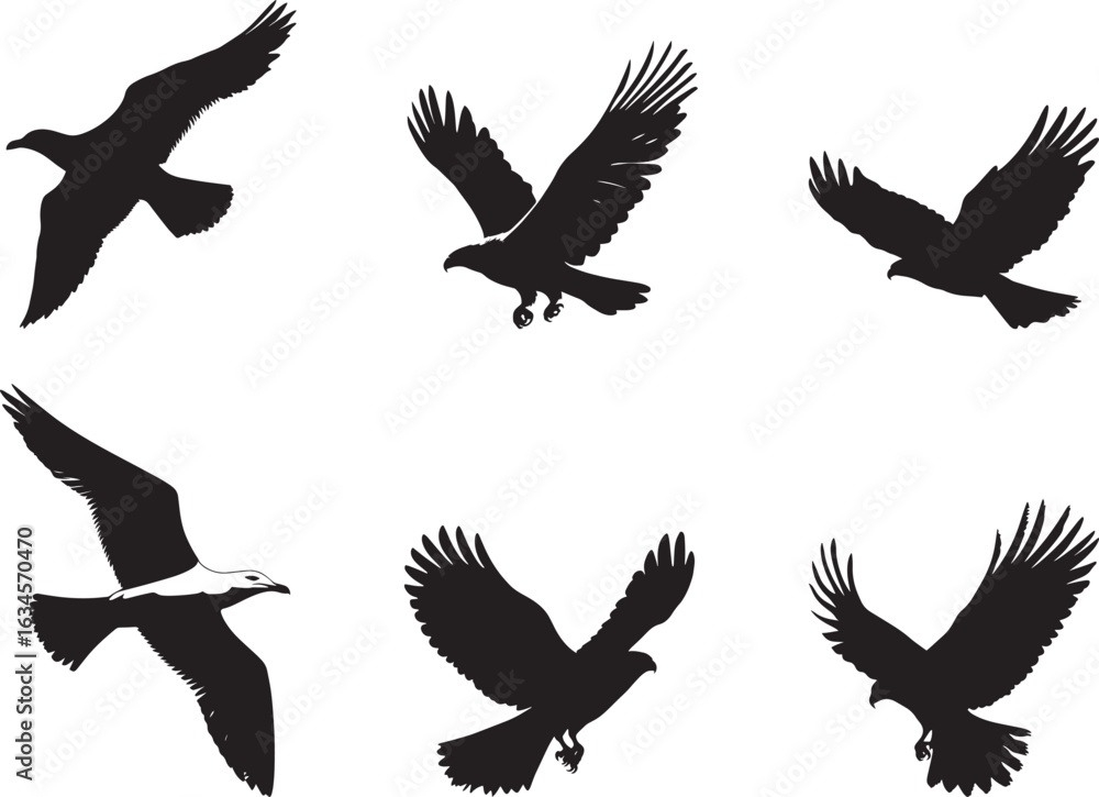 Fototapeta premium Seagull Flying Wings fully spread body in flight tail extended behind. full length silhouette black vector illustration