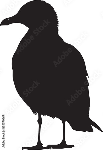 Seagull Cleaning Beak preening wings, relaxed posture, full silhouette vector illustration.