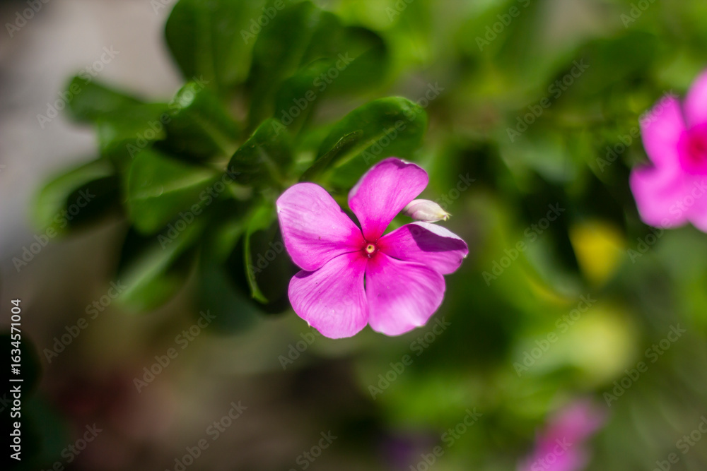 Pink flowers, tree leaves, and a greenery background blur Pink flowers, tree leaves, and a greenery background blur