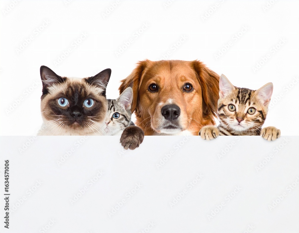 Obraz premium Group of Happy Cats and Dogs Sitting Together Outdoors – Cute Pet Photography