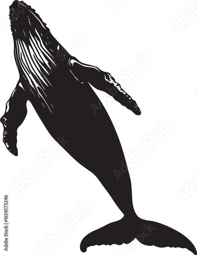 Whale Flipping Body arched upward, flippers spread, black silhouette vector.