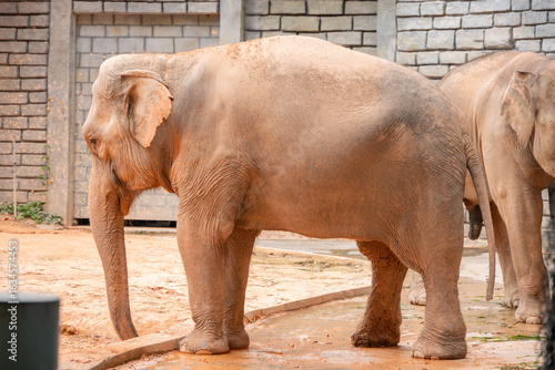 Photography giant elephants in a zoo