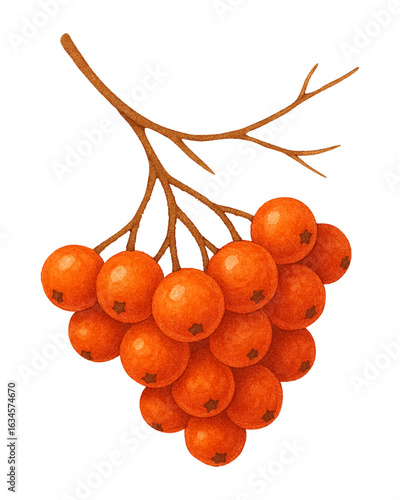 Bunch of orange rowan berries on a branch, autumn botanical vector illustration, isolated on transparent background