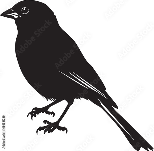 Sparrow Preening Licking or cleaning feathers with beak body calm. full length silhouette black vector illustration