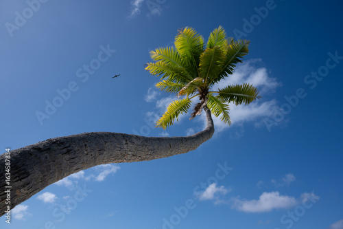 A palm tree and a bird