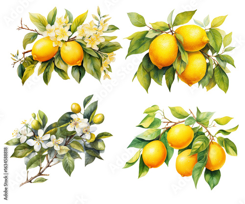Set of compositions with fruits and flowers of lemon in a twig, watercolor illustration