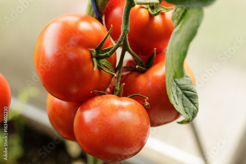 Close-up of juicy, red toma...