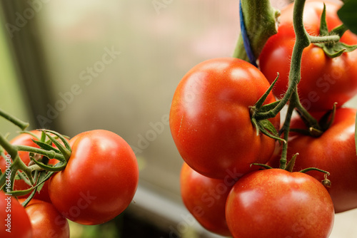 Juicy, ripe red tomatoes re...